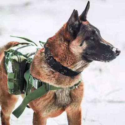 Collier-chien-robuste