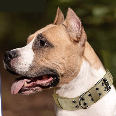 Collier-chien-xxl
