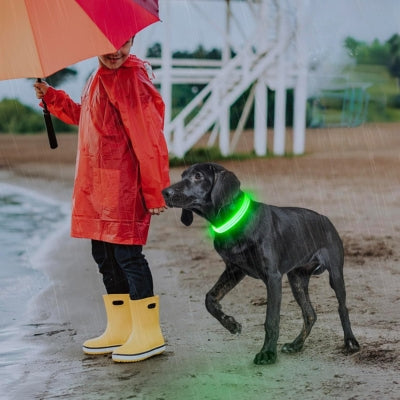 Collier-lumineux-pour-chien-pour-votre-sécurité