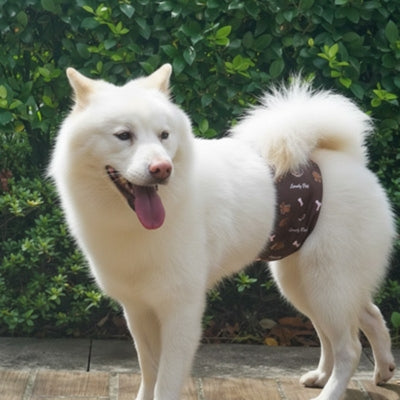 Couche-pour-chien-periode-de-chaleur