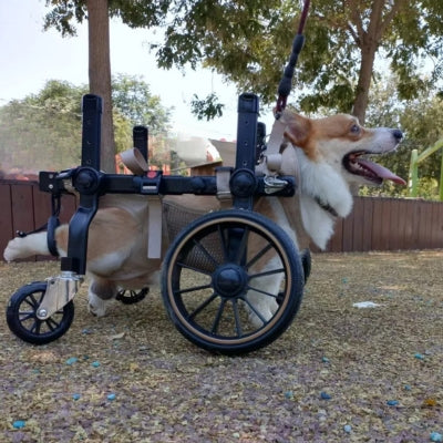 Fauteuil-roulant-pour-chien-grande-roue