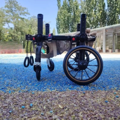 Fauteuil-roulant-pour-chien-handicape