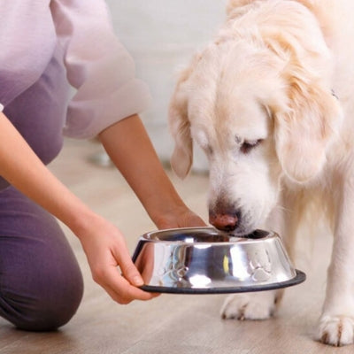 Gamelle pour chien inoxydable - EcoBol