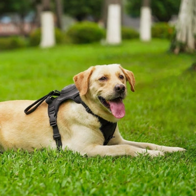 Harnais pour chien avec laisse intégrée | Harlaisse