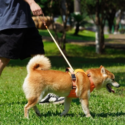 Harnais pour chien avec laisse intégrée | Harlaisse