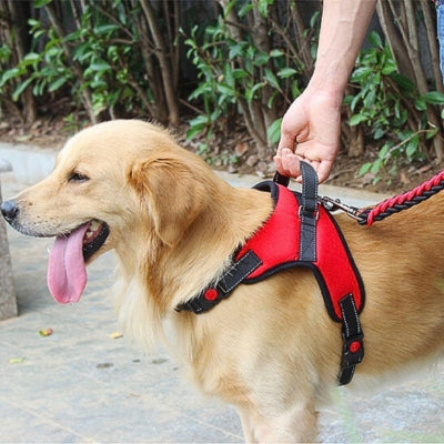 Harnais-pour-chien-k2Alpha-avec-poignee