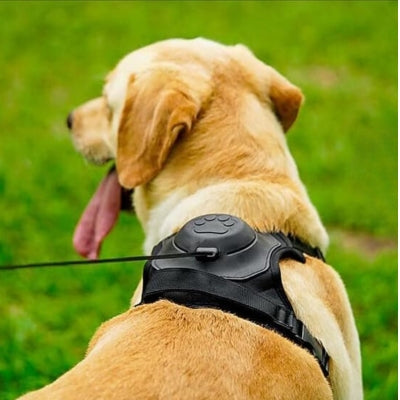 Harnais pour chien avec laisse intégrée | Harlaisse