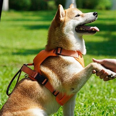 Harnais pour chien avec laisse intégrée | Harlaisse