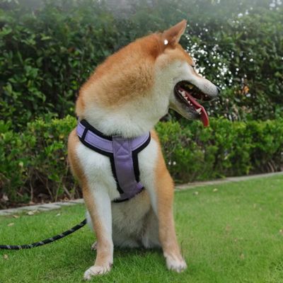 Harnais-pour-chien-violet