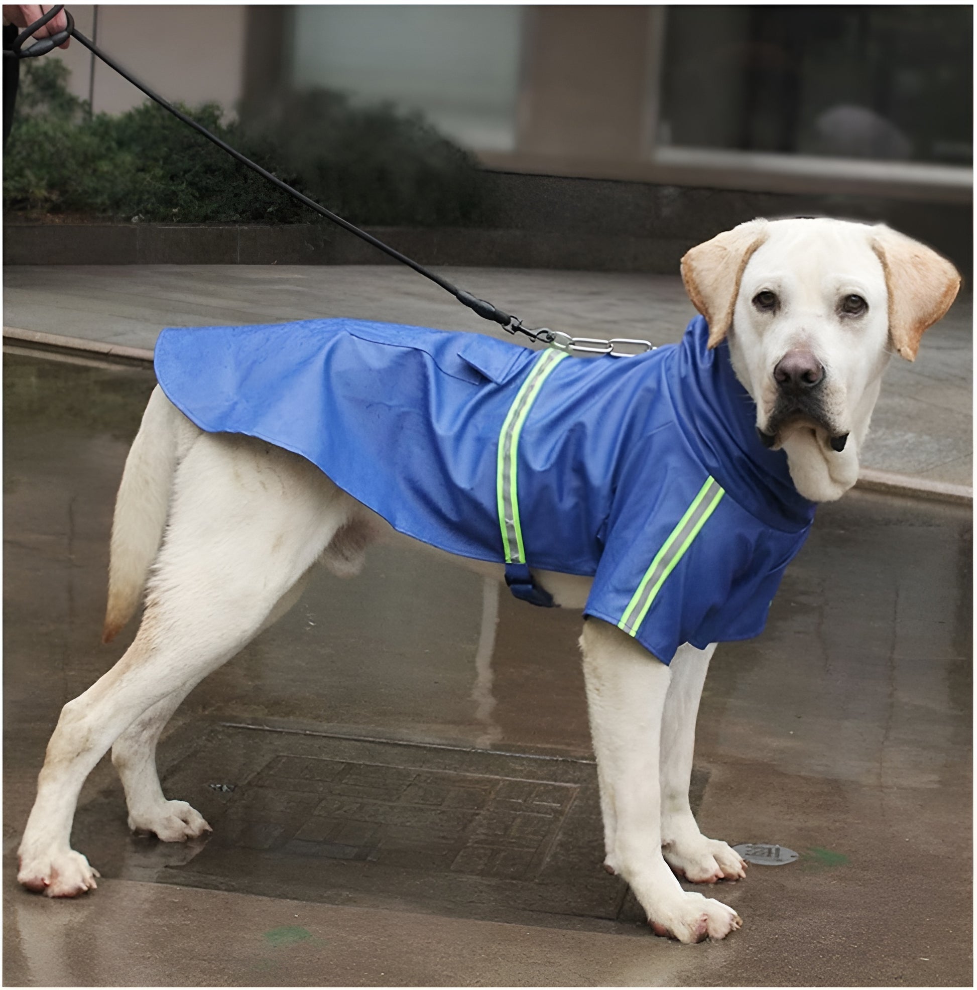 Impermeable-pour-chien-protection
