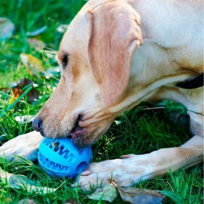Jouet-pour-chien-Boulding-interactif