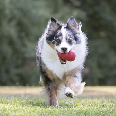 Jouet-pour-chien-Kong-exercise-physique