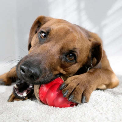 Jouet-pour-chien-Kong-integre-nourriture