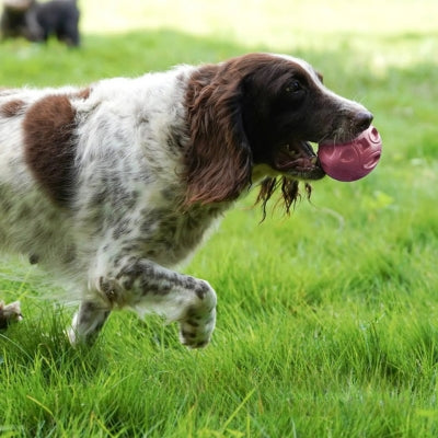 Jouet-pour-chien-ballon-pour-chasser
