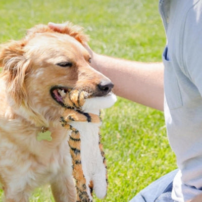 Jouet-pour-chien-le-tigre