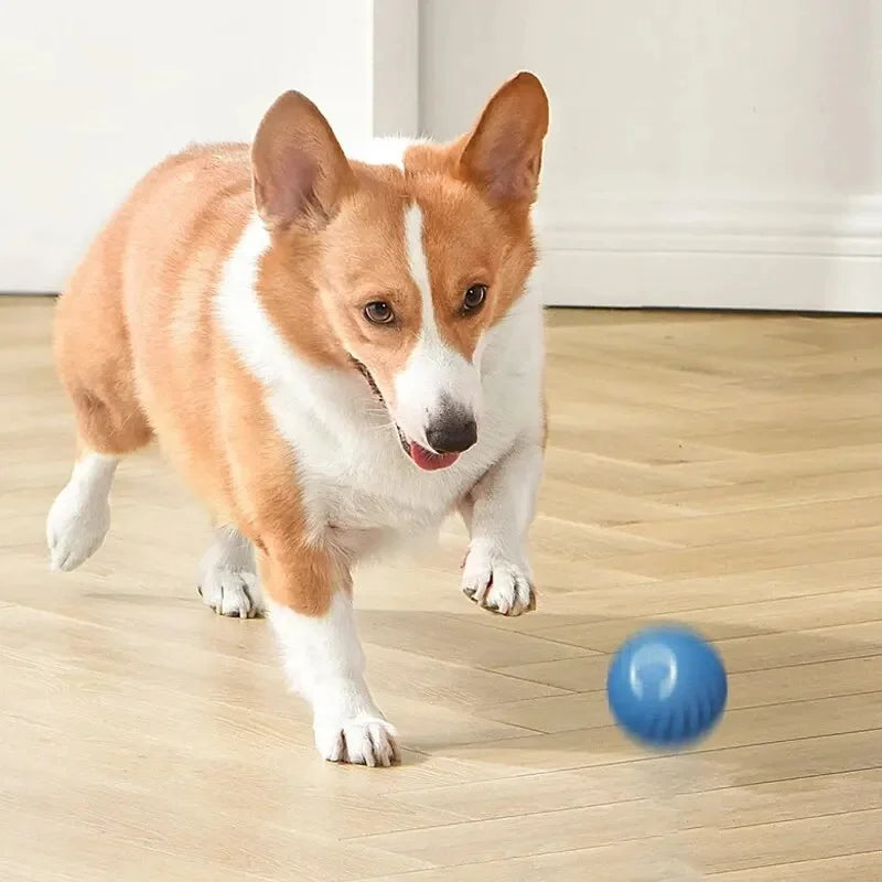 Jouet-pour-chien-pour-faire-bouger-son-chien