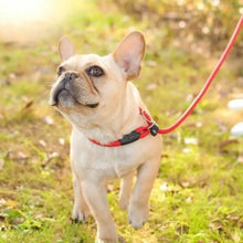 Charger l&#39;image dans la galerie, Laisse-de-dressage-en-nylon-pour-chien-resistante
