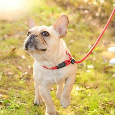Laisse-de-dressage-en-nylon-pour-chien-resistante