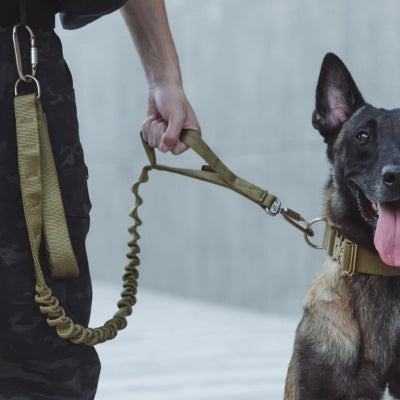 Laisse-pour-chien-anti-traction