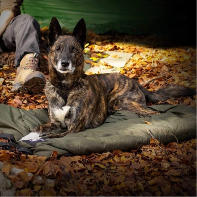 Lit-pour-chien-voyage