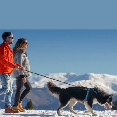 Laisse-pour-chien-contrôle-noir