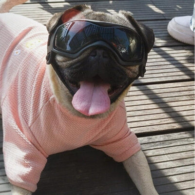 Lunette-pour-chien-noire