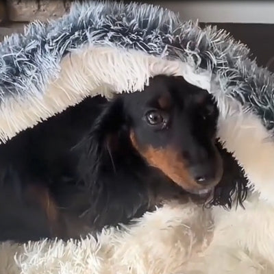 Panier-pour-chien-securisant