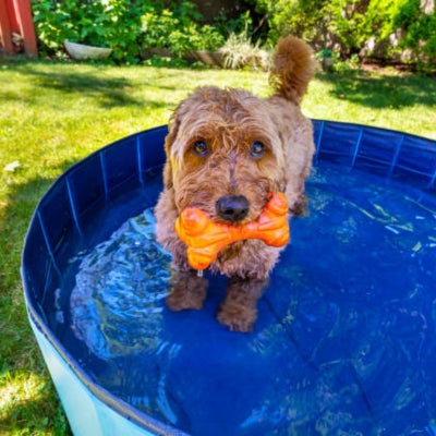 Piscine-pour-chien-Aquadog
