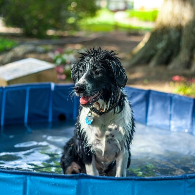 Piscine pour Chien – Rafraîchissement Idéal en Été