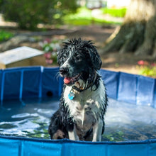 Charger l&#39;image dans la galerie, Piscine pour Chien – Rafraîchissement Idéal en Été
