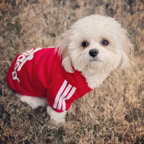 Pull-pour-chien-rouge