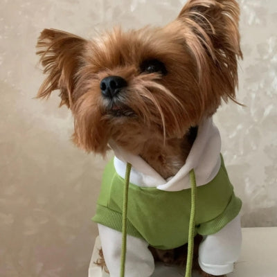 Vetement-pour-chien-super-jolie