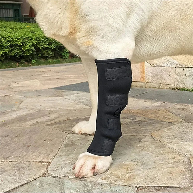attelle-chien-protection-blessure
