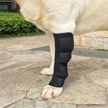attelle-chien-protection-blessure