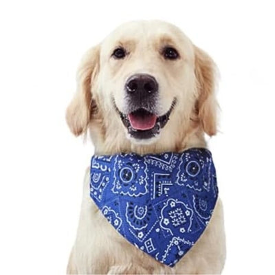 bandana-chien-bleu