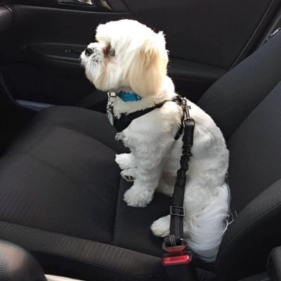 ceinture-de-securite-pour-chien-fiable