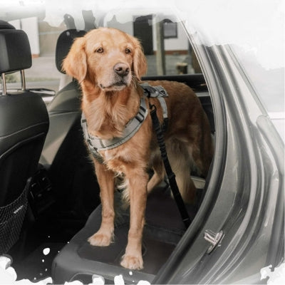 ceinture-de-securite-pour-chien-securite