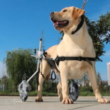 Charger l&#39;image dans la galerie, chariot-pour-chien-handicape-facile-a-installer
