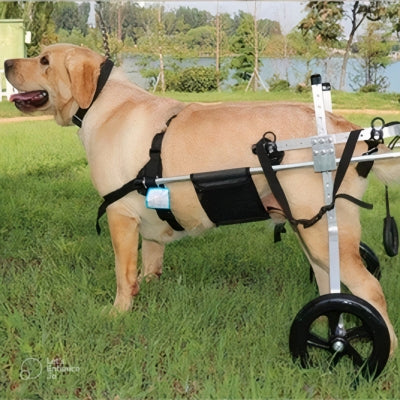 chariot-pour-chien-handicape-installe-sur-chien