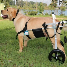 Charger l&#39;image dans la galerie, chariot-pour-chien-handicape-installe-sur-chien
