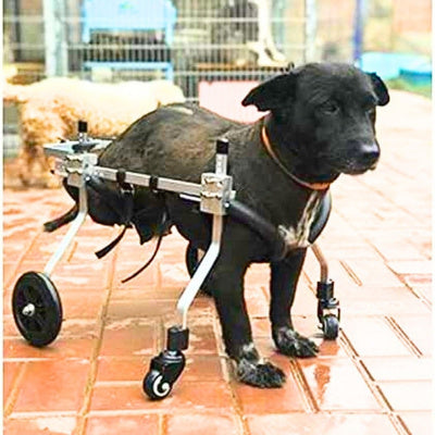 Chien noir utilisant un fauteuil roulant pour animaux, équipé de roues et de supports métalliques, sur une terrasse en carreaux.