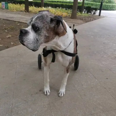 chariot-pour-chien-handicape-vue-avant