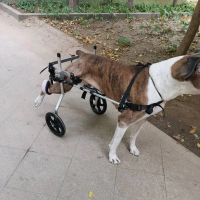 chariot-pour-chien-handicape-vue-cote