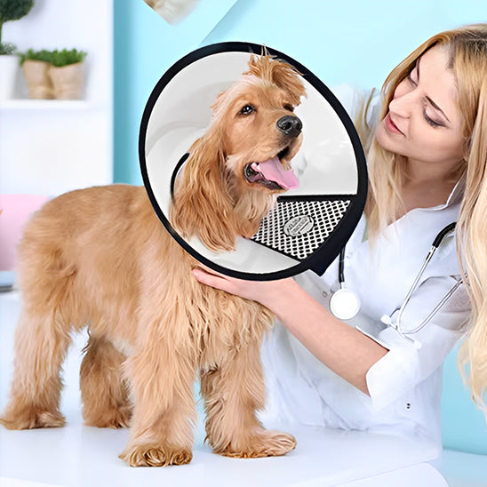 collerette-chien-ajustement-velcro