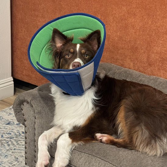 collerette-chien-anti-lechage