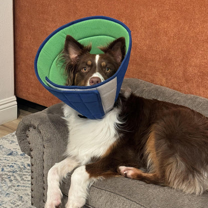 collerette-chien-anti-lechage