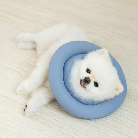 collerette-chien-apres-operation