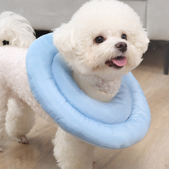 collerette-chien-bleu