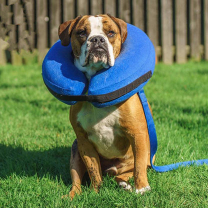 collerette-chien-gonflable-bleue