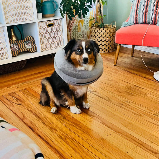 collerette-chien-gonflable-gris-convalescence